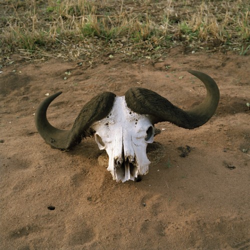 Millennium Images
