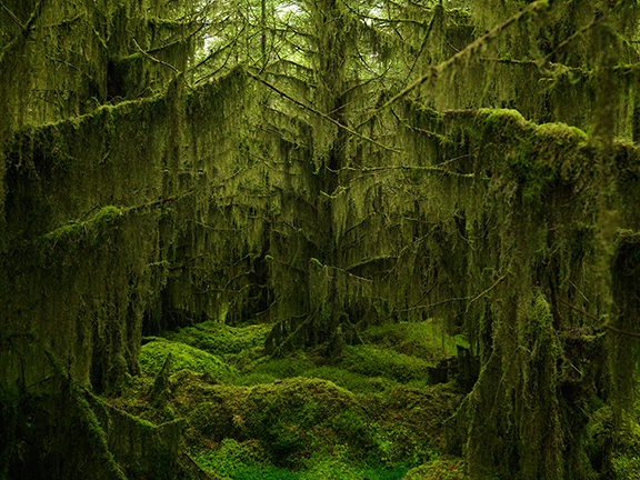 Moss covered pines near Ardochrig