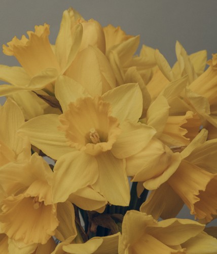 Daffodils Herald Spring