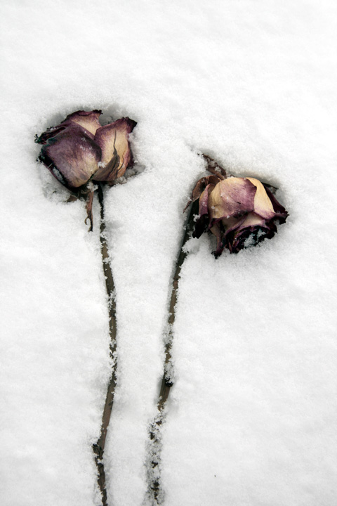 Millennium Images