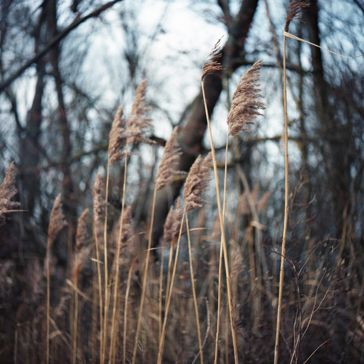 Millennium Images